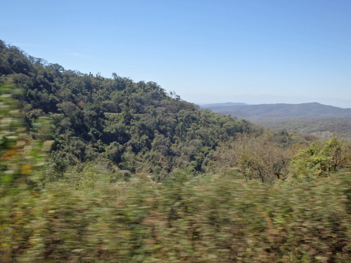 We saw 2 wild Turkeys on the roadside FLY off the road to the downhill side.